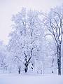 March 21, 1963 - Tufts University, Medford, MA.<br />Back of president's house.