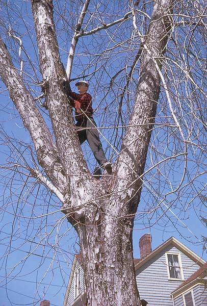 March 1963 - Jamaica Plain, Boston, MA.<br />Frank trimming tree in the Svarcbergs' yard.