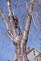 March 1963 - Jamaica Plain, Boston, MA.<br />Frank trimming tree in the Svarcbergs' yard.