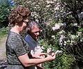 June 1963 - Mt. Laurel, PA.<br />Mother and Mrs. Sachse admiring the mountain laurel.