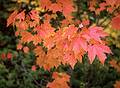 Oct 9, 1965 - Wurtsboro, NY.<br />Maple.