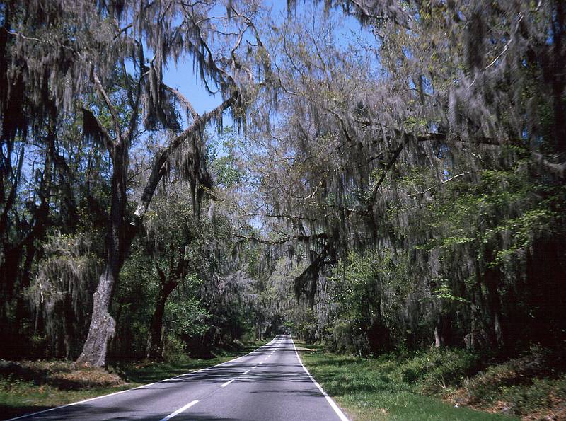 April 10, 1966 - Heading for Middleton Gardens, South Carolina.<br />Spanish moss covered trees.