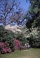 April 10, 1966 - Middleton Gardens, South Carolina.<br />Azaleas and dogwood?