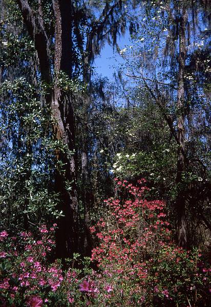 April 10, 1966 - Middleton Gardens, South Carolina.<br />Azaleas and dogwood?