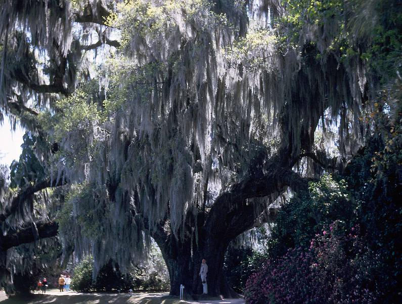April 10, 1966 - Middleton Gardens, South Carolina.<br />Frank at the foot af a live oak covered with Spanish moss.