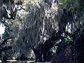 April 10, 1966 - Middleton Gardens, South Carolina.<br />Frank at the foot af a live oak covered with Spanish moss.