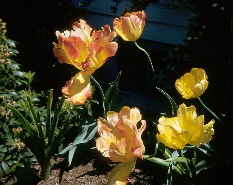 May 30, 1966 - At parents' home in Boxford, MA.<br />Tulips.