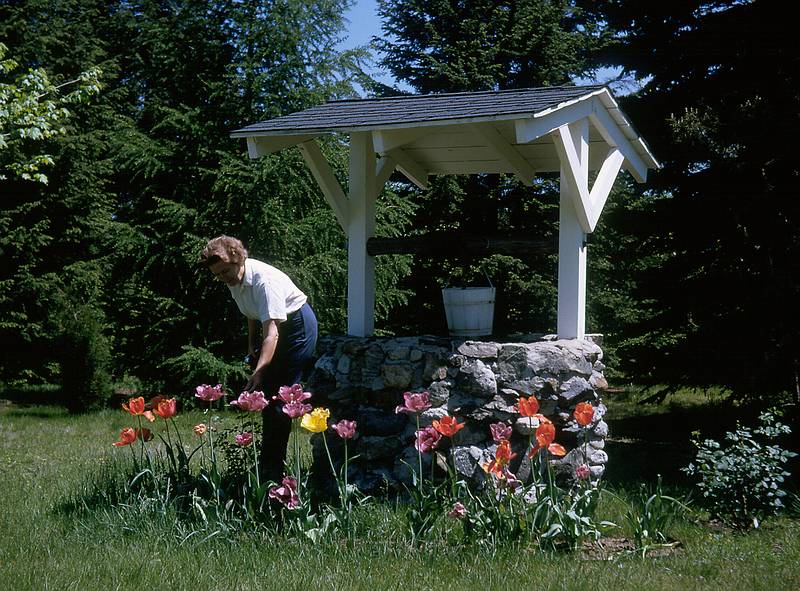 May 30, 1966 - At parents' home in Boxford, MA.<br />Mother tending her tulips by the well.