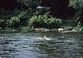 July 30, 1966 - Delaware River from the Water Gap south.<br />Murray Hill Canoe Club trip.<br />Floating down the river through standing waves.