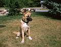 July 24, 1966 - At parents' home in Boxford, MA.<br />Parents' mutt Quira.