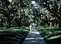 Nov 6, 1966 - Brookgreen Gardens, South Carolina.<br />Frank walking down a Spanish moss covered live oak lined path.