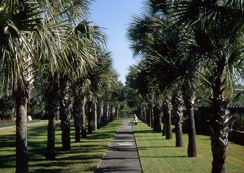 Nov 6, 1966 - Brookgreen Gardens, South Carolina.<br />A palm tree lined path.