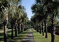 Nov 6, 1966 - Brookgreen Gardens, South Carolina.<br />A palm tree lined path.