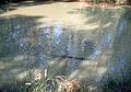 Nov 6, 1966 - Brookgreen Gardens, South Carolina.<br />A live alligator.