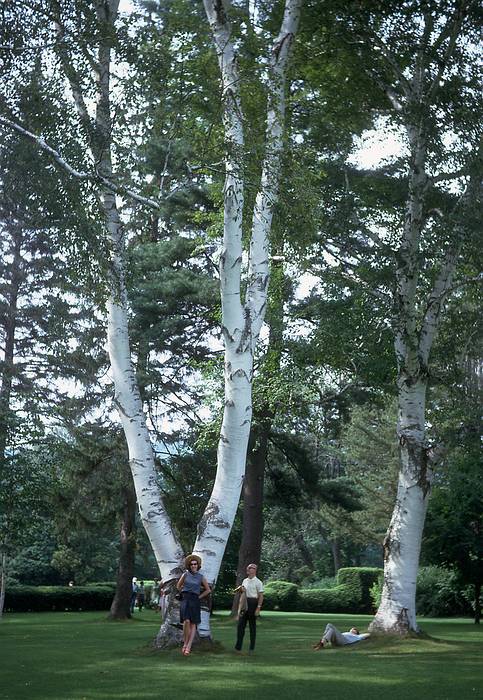 Aug 1967 - Tanglewood, Lennox, MA.<br />Barbara at the foot of a big birch tree.