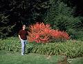 Oct 1967 - Longwood Gardens, Kennett Square, Pennsylvania.<br />Juris.