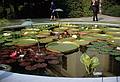 Oct 1967 - Longwood Gardens, Kennett Square, Pennsylvania.<br />Water lilies.