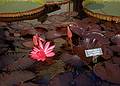 Oct 1967 - Longwood Gardens, Kennett Square, Pennsylvania.<br />Water lily.