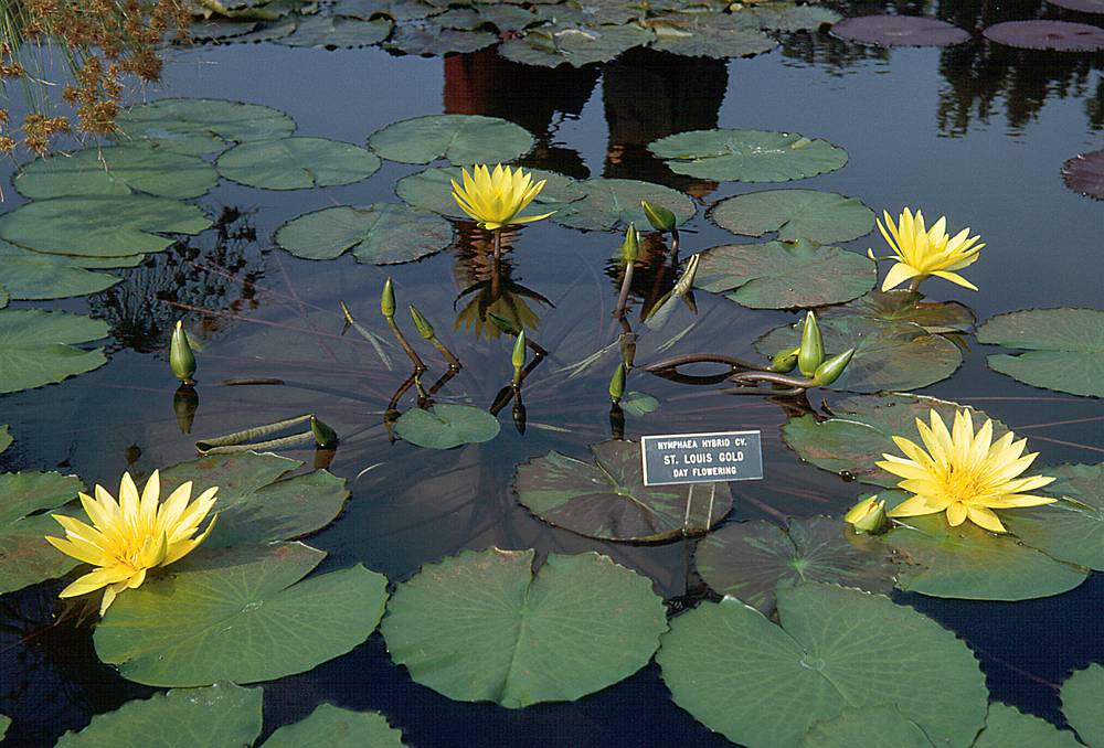 Oct 1967 - Longwood Gardens, Kennett Square, Pennsylvania.<br />Water lilies.