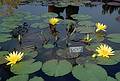 Oct 1967 - Longwood Gardens, Kennett Square, Pennsylvania.<br />Water lilies.