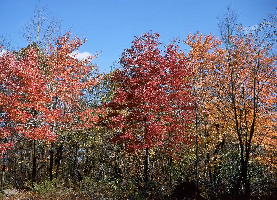 Nov 1967 - Murray Hill Canoe Club hike along the Appalachian Trail in NJ.