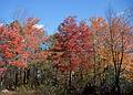 Nov 1967 - Murray Hill Canoe Club hike along the Appalachian Trail in NJ.