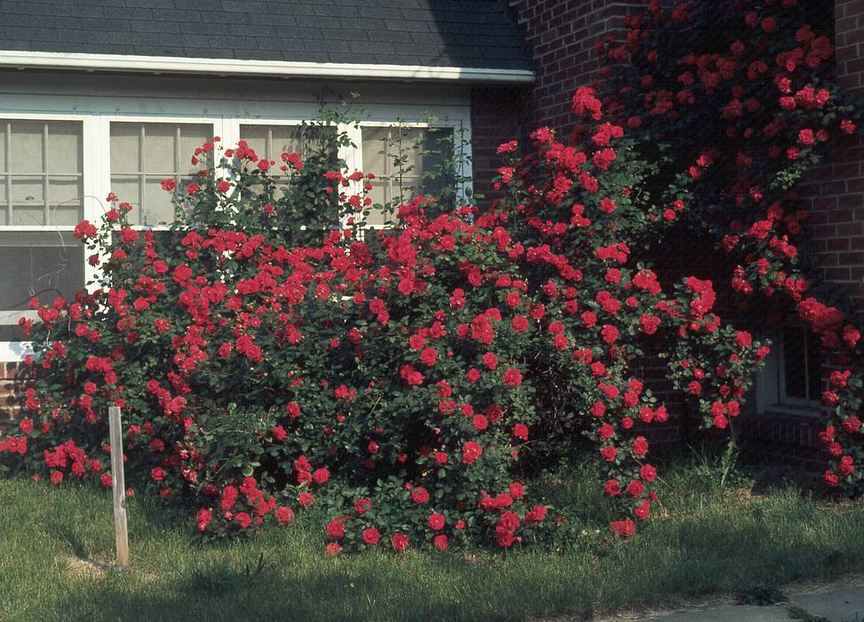 June 7, 1968 - 10 Tindall Rd, Middletown, New Jersey.