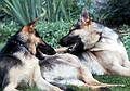 June 30, 1968 - At Alberts and Mirdza's in Manchester by the Sea, Massachusetts.<br />Alberts and Mirdza's German Shepherd Lex and his brother Juris' German Shepherd Alis.