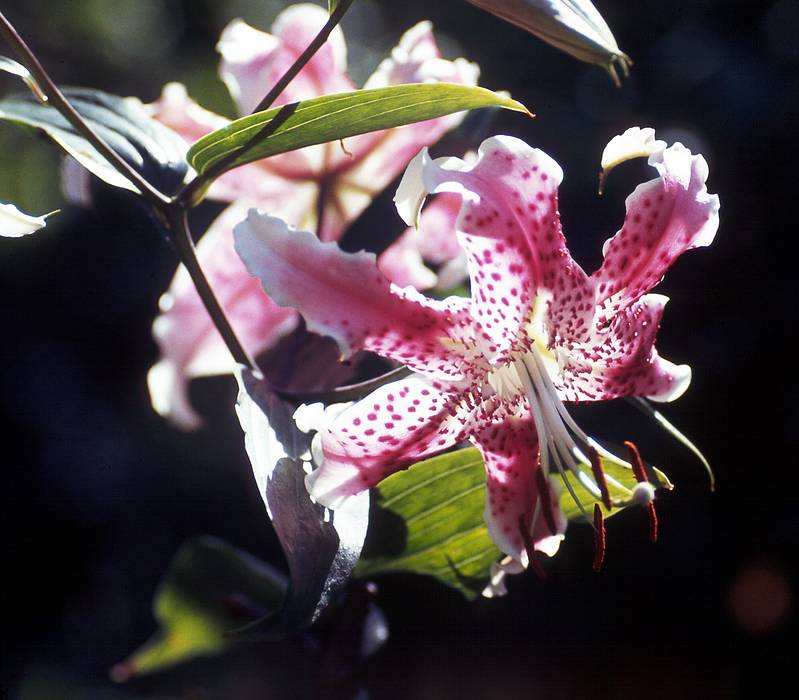 Aug 18, 1968 - At Aberts and Mirdza's in Manchester by the Sea, Massachusetts.<br />Mirdza's favorite flower, the Asiatic lily.