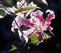 Aug 18, 1968 - At Aberts and Mirdza's in Manchester by the Sea, Massachusetts.<br />Mirdza's favorite flower, the Asiatic lily.