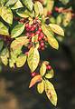 Oct 12, 1968 - Boxford, Massachusetts.<br />Berries on tree along parent's house driveway on Hemlock road.