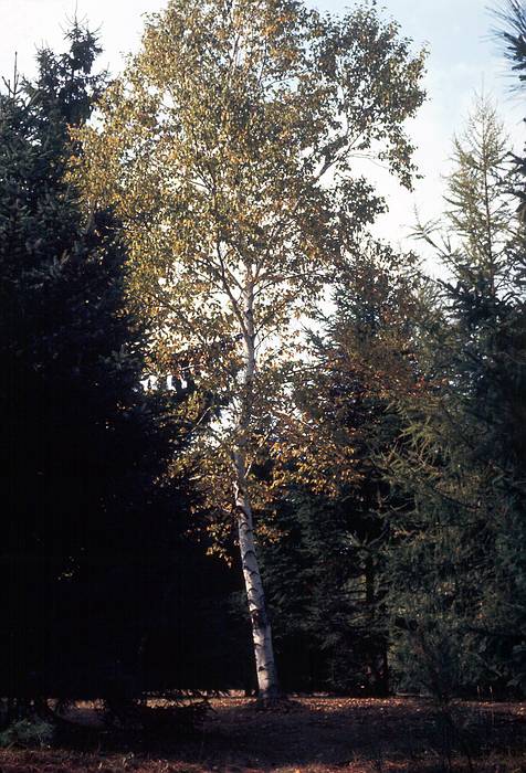 Oct 12, 1968 - Boxford, Massachusetts.<br />Birch.