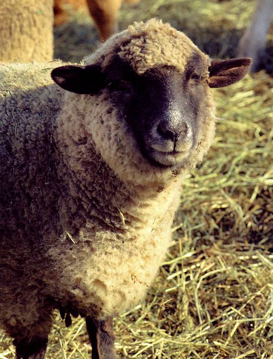 Nov 29, 1974 - At John and Marilyn's in Ipswich, Massachusetts.<br />Sheep.