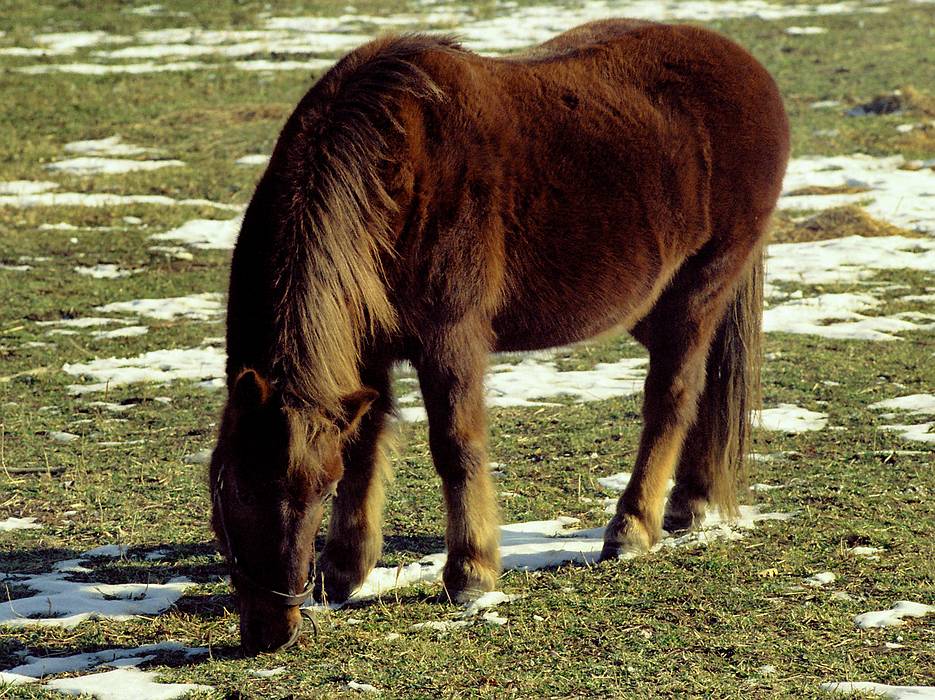 Nov 29, 1974 - At John and Marilyn's in Ipswich, Massachusetts.<br />Shetland Pony.