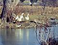 Nov 29, 1974 - At John and Marilyn's in Ipswich, Massachusetts.<br />Geese.