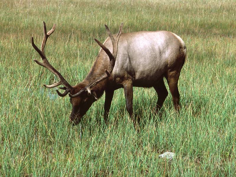 August 15, 1979 - Yellowstone National Park, Wyoming.<br />Elk.