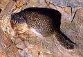 August 17, 1979 - Glacier National Park, Montana.<br />Ground squirrel