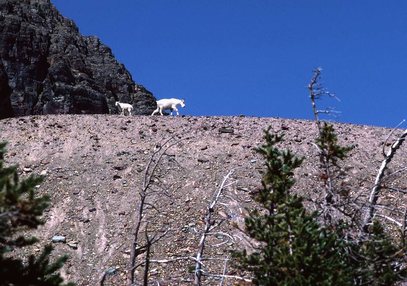 August 17, 1979 - Glacier National Park, Montana.<br />Mountain goats along trail from Hidden Lake to Logan Pass.