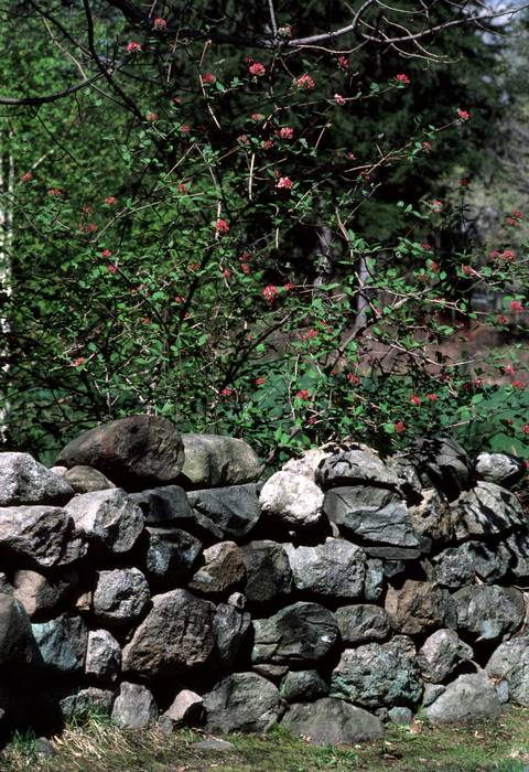 April 26, 1981 - North Andover, Massachusetts.