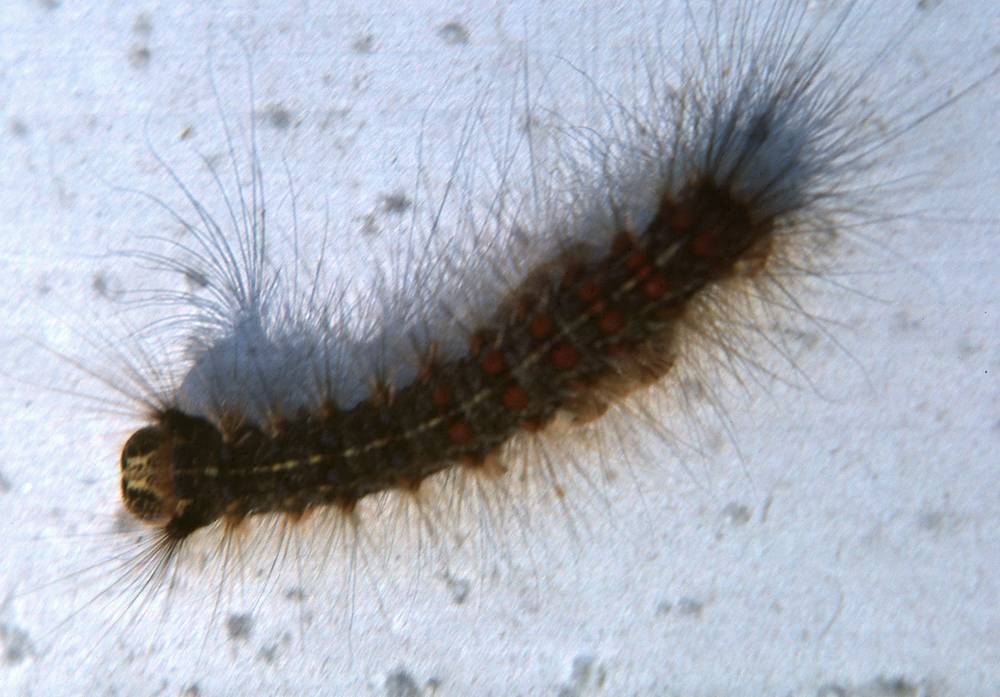 May 31, 1981 - North Andover, Massachusetts.<br />Visiting my neighbors John and Sue.<br />Gypsy moth caterpillar.