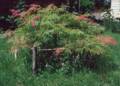 June 14, 1981 - Gloucester, Massachusetts.<br />At Velta and Arnolds' house.