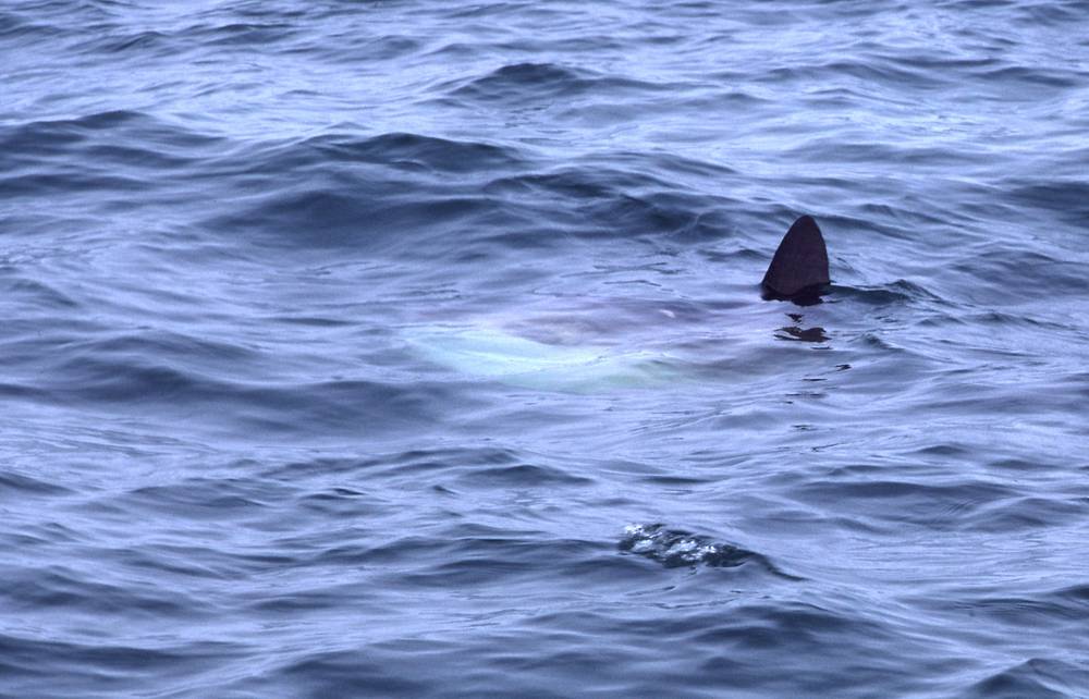 June 20, 1981 - Montauk, Long Island, New York.<br />A whaleless whale watch trip.<br />The fin of a giant sunfish?