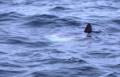 June 20, 1981 - Montauk, Long Island, New York.<br />A whaleless whale watch trip.<br />The fin of a giant sunfish?