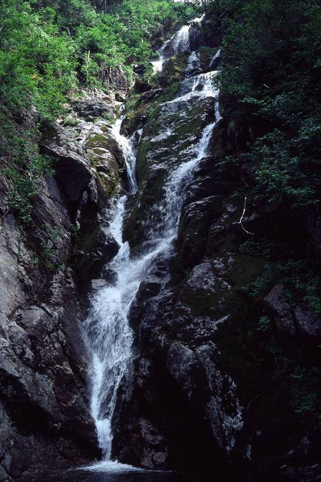 August 2, 1981 - Mt. Washington, White Mountains, New Hampshire.<br />Off the Ammonoosuc Ravine Trail.