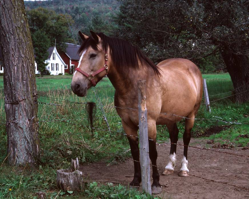 Sept. 6, 1981 - Vermont Bicycle Touring trip with based at Lyme Loch Inn, New Hampshire.<br />Lyme, New Hampshire.