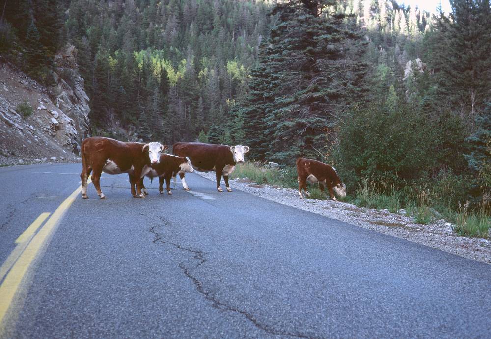 Sept. 13, 1981 - Between Taos and Taos ski area.