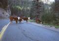 Sept. 13, 1981 - Between Taos and Taos ski area.
