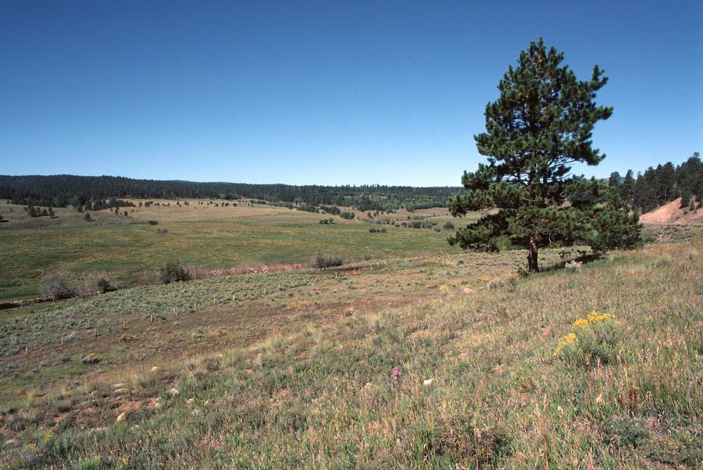 Sept. 14, 1981 - Off US-64 in the Carson National Forest, New Mexico.<br />The grass is getting greener, the evergreens more frequent, the hills bigger.