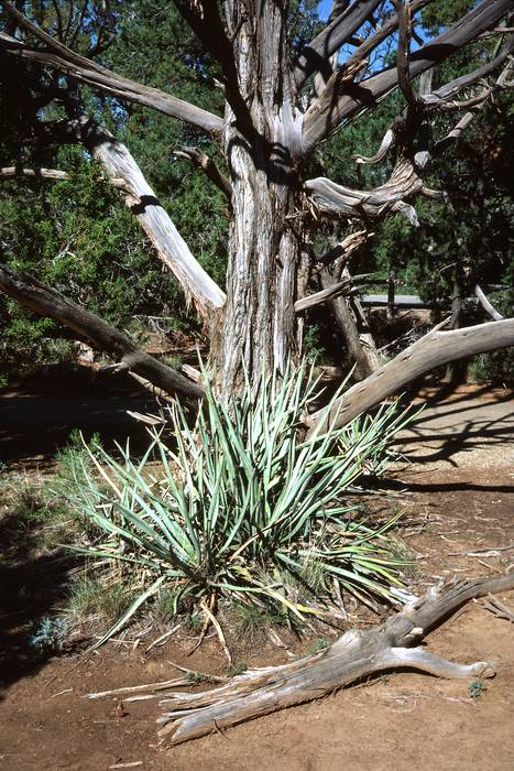 Sept. 15, 1981 - Mesa Verde National Park, Colorado.<br />Yucca plant and Ute juniper.
