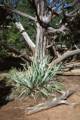 Sept. 15, 1981 - Mesa Verde National Park, Colorado.<br />Yucca plant and Ute juniper.